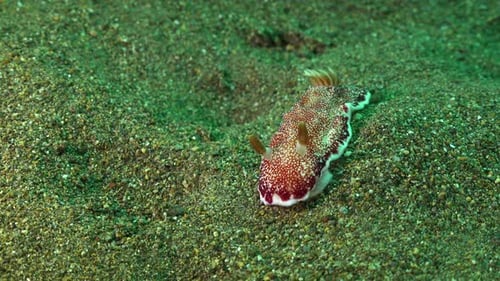 Nudibranch crawling over volcanic coral reef.