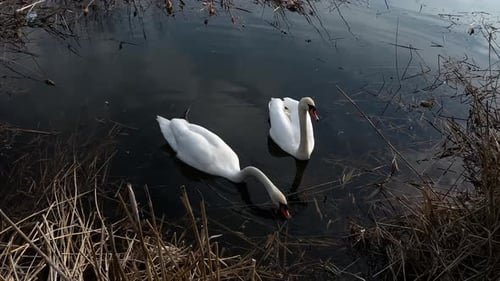 Swans Swim in the River in the Setting Sun