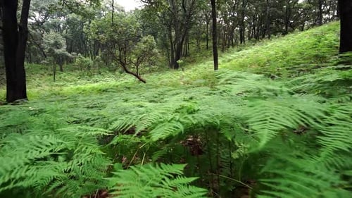 Green fern growing in dense woods