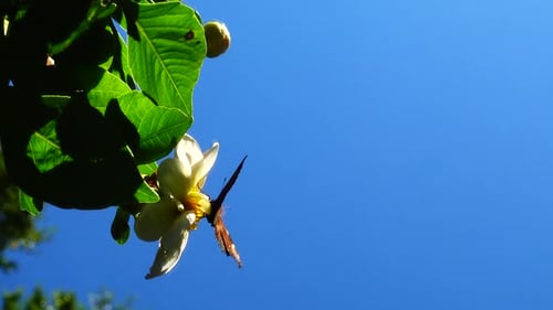 Butterfly on a flower. Shooting close-up. Reflection.