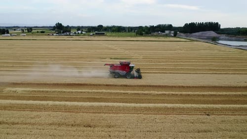 Combine Harvester Cutting Wheat Field, Aerial View