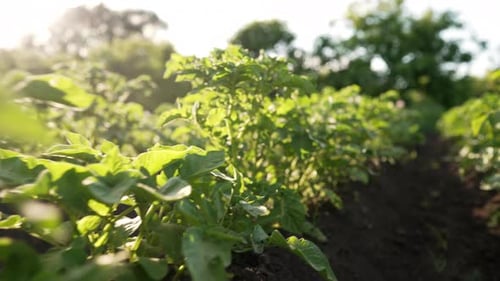 Potato Plants Bushes Growing in Rows on Farm Vegetable Field