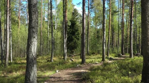 Drone flight at the Pine Forest