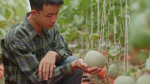 Un fermier asiatique tient du melon et vérifie le melon dans la maison verte de Melon Farm