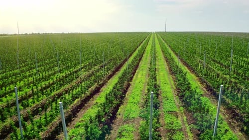 Bird's Eye View of a Horticultural Nursery with Many Fruit Trees