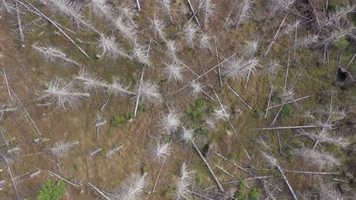 Dead and Dying Forest Caused by the Bark Beetle Aerial View