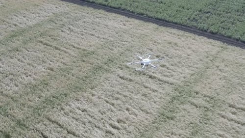 The Quadcopter Flies Over The Fields Of Wheat And Soybeans