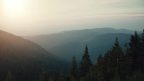 Alpine Pine Tree Forest Mountain Range Canyon in Sunset
