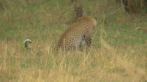 African leopard eating