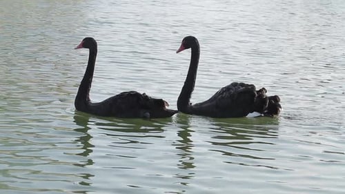Pair of Black Swans Swimming on Water