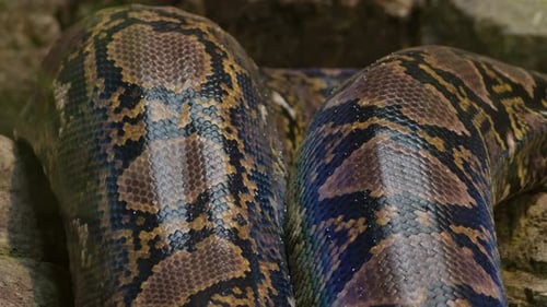 Serpiente pitón reticulada grande escamosa