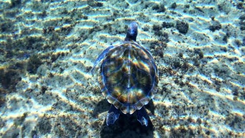 Swimming over green sea turtle