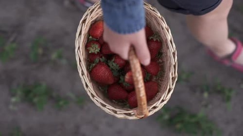 Child Carries Fresh Strawberries in Wicker Basket