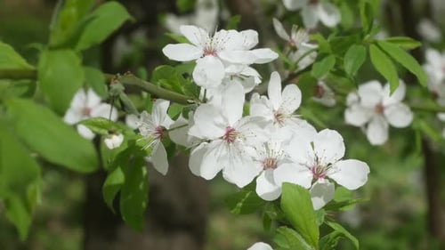 Weiße Sakura