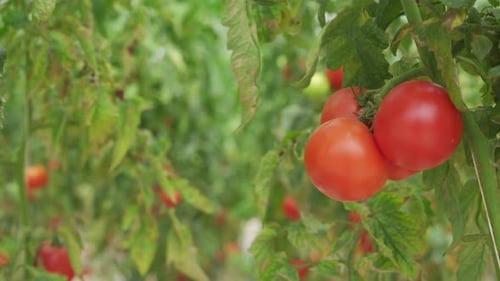 A Handheld Shot of Rows of Tomatoes Growing in a Greenhouse Farm. Eco-products Concept