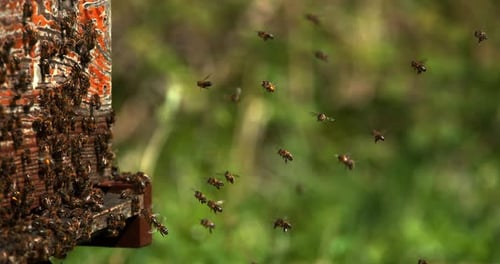901243 European Honey Bee, apis mellifera,Bees Going To The Hive, Insects in Flight, Return Of Boot,