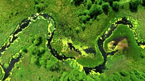 Draufsicht auf Grünalgen auf dem Fluss, Luftaufnahme