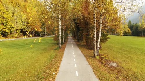 Autumn Forest