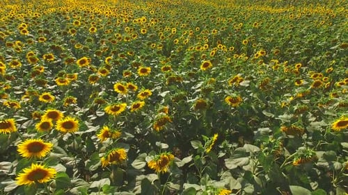 Lots of Sunflowers.