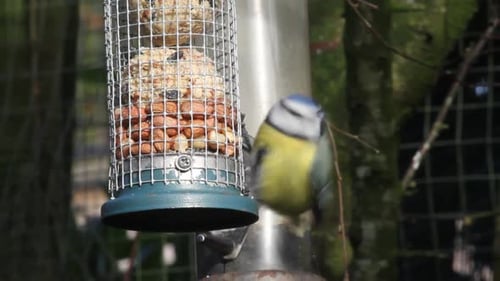 Mésange bleue, Cyanistes caeruleus, se nourrissant d'arachides provenant d'une mangeoire suspendue. Îles britanniques