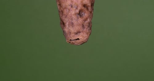 951087
