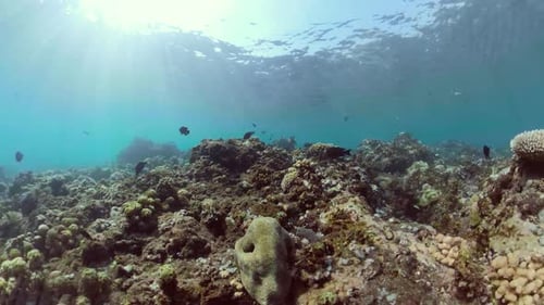 Coral Reef and Tropical Fish