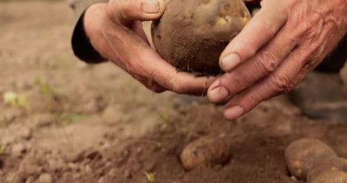 Adult Hands Holding Freshly Harvested Potato in Soil