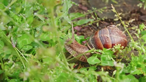 Snail