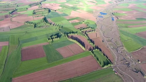 Poplar Trees and Green Fields on Flat Plain in Soft Geography