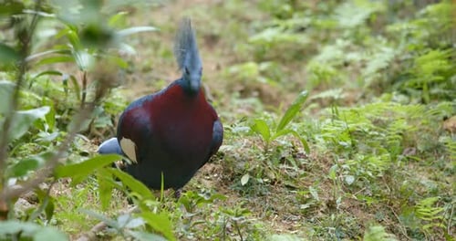 Victoria Crowned Pigeon Standing in Tropical Forest