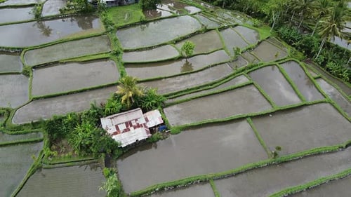 Survol des rizières à Bali, en Indonésie
