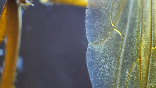 Insect Wings