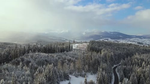 Aerial winter landscape with spruse trees of snow covered forest in cold mountains.