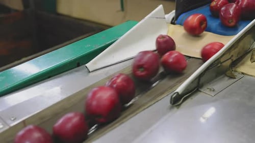 Apples Moving on Conveyor Belt in Factory