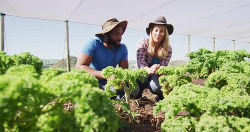 Farmers Working in Green Agricultural Garden