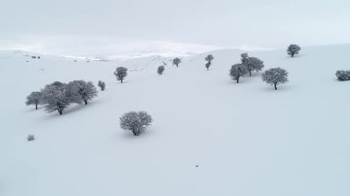 Aerial Flying Through Trees In Winter Mountain Valley