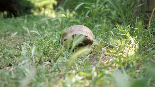 Schildkröte bewegt sich auf frischem grünem Gras zur Kamera