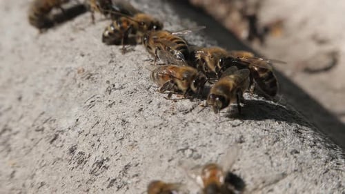 Bee Colony. Bees Crawl on the Slate.