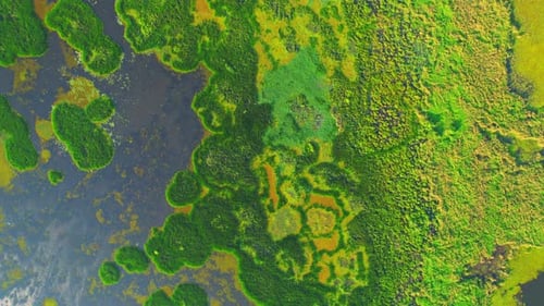 Aerial view from a drone over green and yellow plants in a large wetland