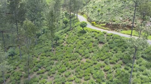 Tea Field and Trees Near Rural Road on Picturesque Slope