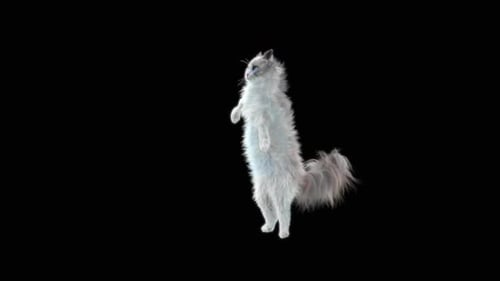 Katze tanzt HD