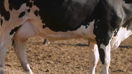Dairy Cows Grazing in Rural Farmland Environment