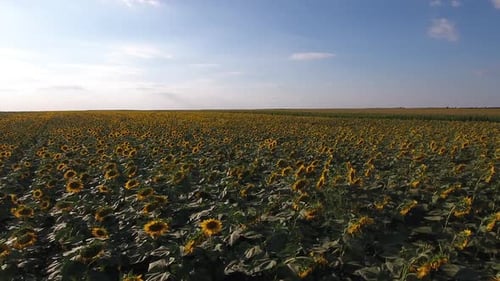 Sunflowers