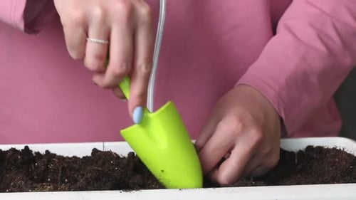 A Woman Transplants A Bush Of Tomato Seedlings Into A New Pot. Digs Up The Roots.