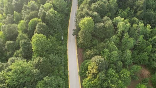 Aerial Forest Road