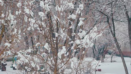Snow Melts and Falls From High Tree Branches Against Park