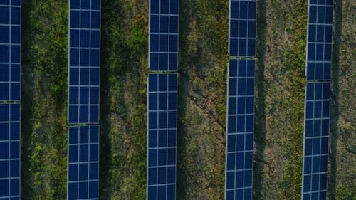 Draufsicht auf reihenweise auf einer grünen Wiese angeordnete Sonnenkollektoren