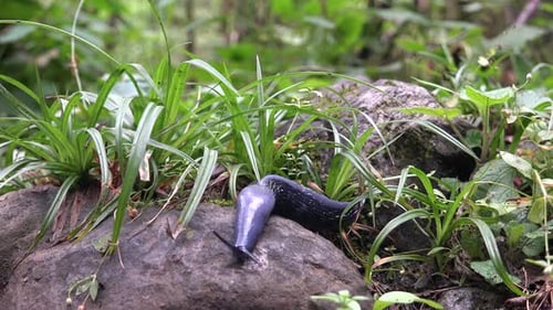 Schnecke