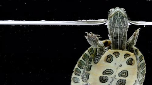 Freshwater Turtle in Aquarium on a Black Background