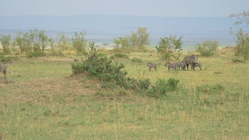 Common warthogs with piglets